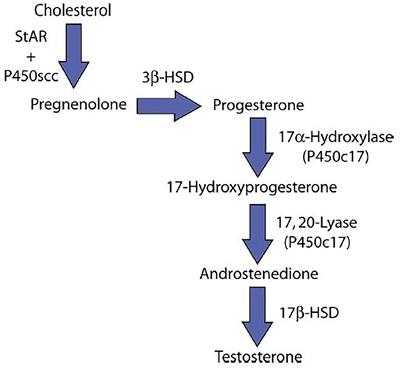Varicocele: An Endocrinological Perspective